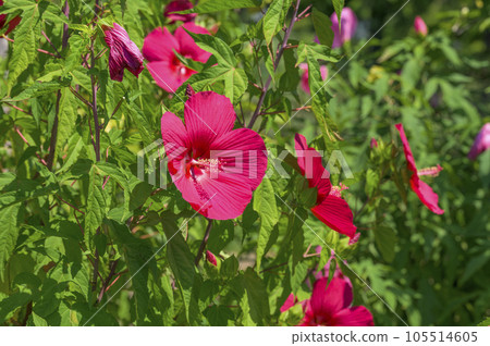 Titanbicus, which blooms with large flowers similar to hibiscus 105514605
