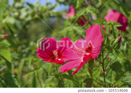 Titanbicus, which blooms with large flowers similar to hibiscus 105514606