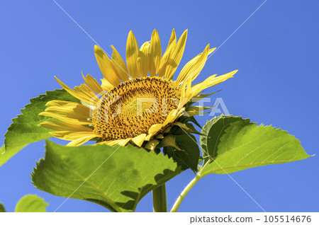Sunflower shining in the blue sky 105514676