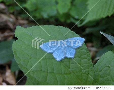 Himeus Shark (Higashinaruse Village, Sukawa Marsh, 6/20) 105514890