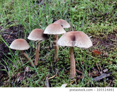 Mujinatake (Akita City Nibetsu Botanical Garden, 7/2) Mujinatake (Akita City Nibetsu Botanical Garden, 7/2) 105514891