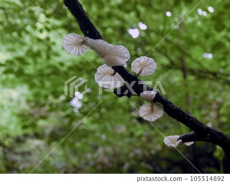 Shirohoraitake (Kisoishi Kanayama Falls, Akita City, July 2nd) Shirohoraitake (Kisoishi Kanayama Falls, Akita City, July 2nd) 105514892