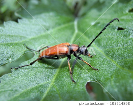 Red-bellied longhorn beetle (Akita City, 7/13) 105514898