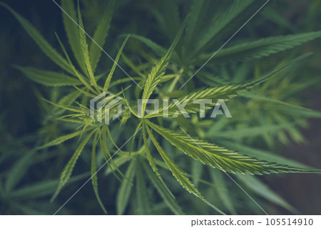 Green weed Marijuana tree cannabis plant narcotic herbal in CBC greenhouse. Hemp leaf made cannabis crude oil medicine farm. CBC, THC herb agriculture Weed leaf Drug. Medicine sustainability concept 105514910