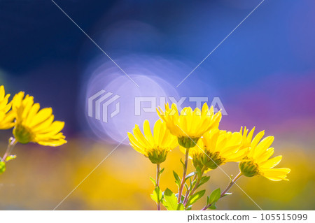 秋天野生菊花 秋天野生菊花 105515099