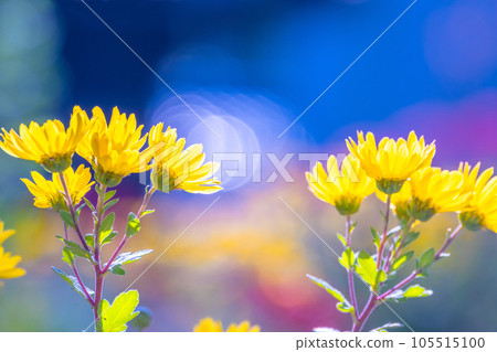 秋天野生菊花 秋天野生菊花 105515100