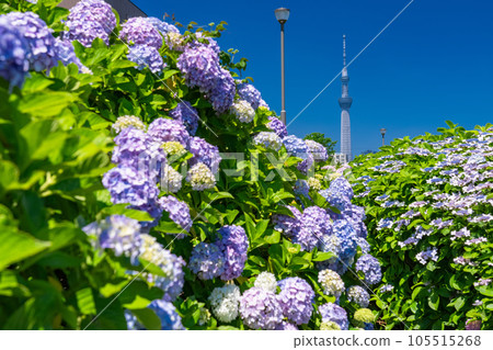 《Tokyo》 Hydrangea and Sky Tree ・ Kyunaka River Waterside Park 《Tokyo》 Hydrangea and Sky Tree ・ Kyunaka River Waterside Park 105515268