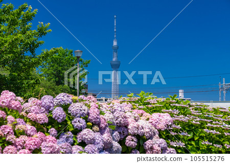 《東京》繡球花和天空樹·久中川水邊公園 105515276