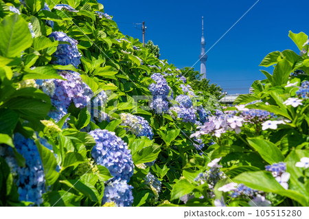 《Tokyo》 Hydrangea and Sky Tree ・ Kyunaka River Waterside Park 105515280