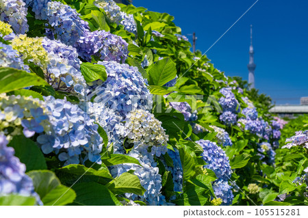 《Tokyo》 Hydrangea and Sky Tree ・ Kyunaka River Waterside Park 105515281