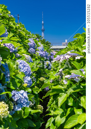 《Tokyo》 Hydrangea and Sky Tree ・ Kyunaka River Waterside Park 《Tokyo》 Hydrangea and Sky Tree ・ Kyunaka River Waterside Park 105515282
