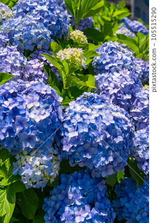 《Tokyo》 Hydrangea in full bloom, Kyu-Nakagawa waterside park 《Tokyo》 Hydrangea in full bloom, Kyu-Nakagawa waterside park 105515290