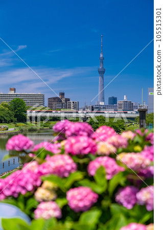 《東京》繡球花和天空樹·久中川水邊公園 105515301
