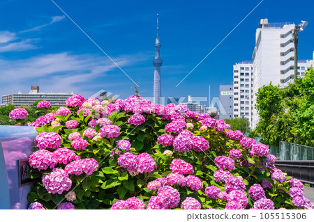 《Tokyo》 Hydrangea and Sky Tree ・ Kyunaka River Waterside Park 105515306
