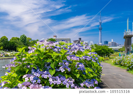 《Tokyo》 Hydrangea and Sky Tree ・ Kyunaka River Waterside Park 105515316