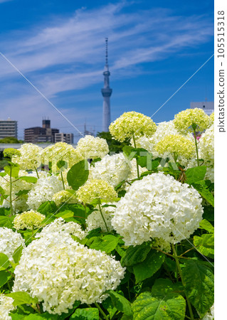 《東京》繡球花和天空樹·久中川水邊公園 105515318