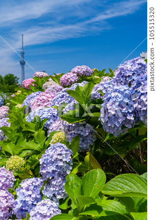 《Tokyo》 Hydrangea and Sky Tree ・ Kyunaka River Waterside Park 《Tokyo》 Hydrangea and Sky Tree ・ Kyunaka River Waterside Park 105515320