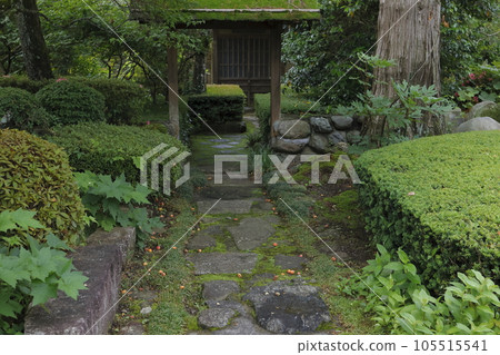 A cool, green, inviting path 105515541