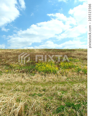 油菜花初開的春天江戶川岸風景 105515566