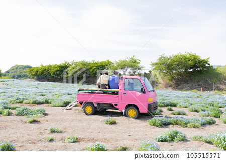 Nemophila 花田、情侶和粉色輕型卡車 Nemophila 花田、情侶和粉色輕型卡車 105515571