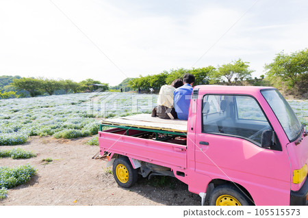 Nemophila 花田、情侶和粉色輕型卡車 Nemophila 花田、情侶和粉色輕型卡車 105515573
