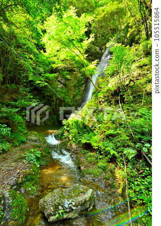 《Gifu Prefecture》Kawabe Town Nanten Waterfall with fresh greenery 105515864