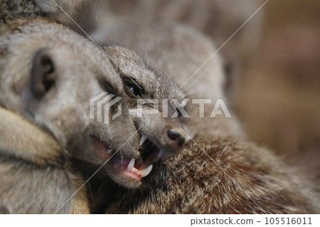 貓鼬咬一口甜甜的 貓鼬咬一口甜甜的 105516011