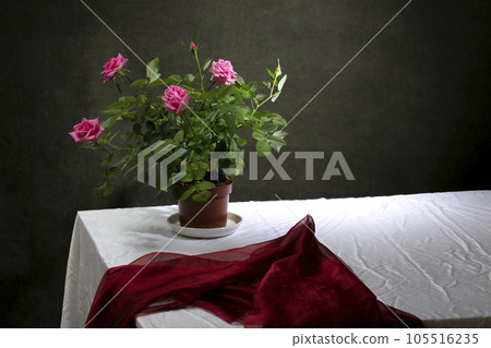 Still life with a potted indoor rose on the table Still life with a potted indoor rose on the table 105516235