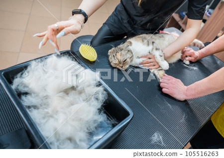 Women are combing a striped gray cat. Fast shedding service in the grooming salon. Women are combing a striped gray cat. Fast shedding service in the grooming salon. 105516263