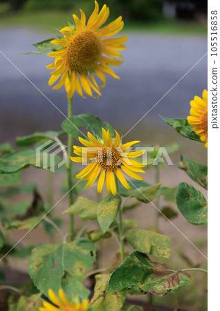 Himawari 0081 105516858