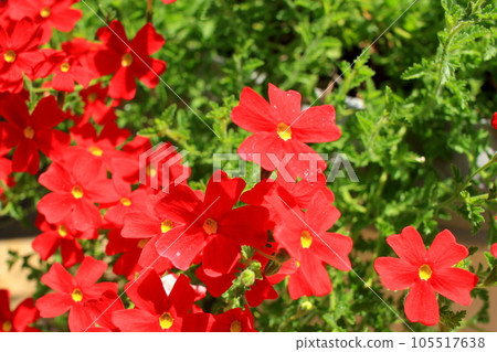 Sun Britannia Scarlet Sun Britannia Scarlet 105517638
