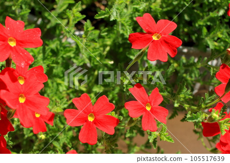 Sun Britannia Scarlet 105517639