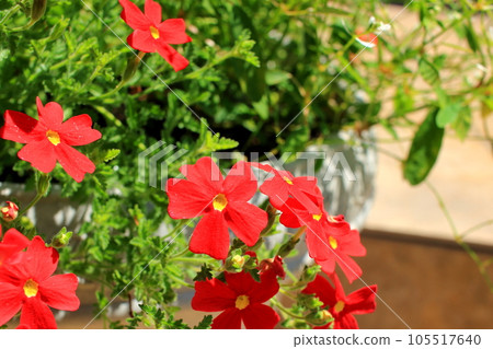 Sun Britannia Scarlet 105517640