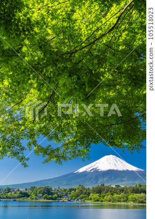 【山梨縣】初夏的富士山、河口湖畔的新綠 105518023