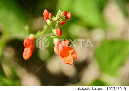 花豆紅色花 花豆紅色花 105518049