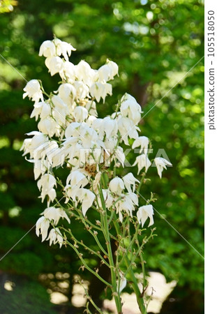 yucca orchid white flower yucca orchid white flower 105518050