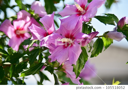 Rose of Sharon flower 105518052
