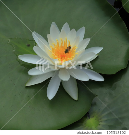 早上睡蓮的開花圖案 早上睡蓮的開花圖案 105518102