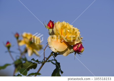 玫瑰花園裡盛開著粉紅色的玫瑰花。這朵玫瑰的名字叫Manyo。 玫瑰花園裡盛開著粉紅色的玫瑰花。這朵玫瑰的名字叫Manyo。 105518153