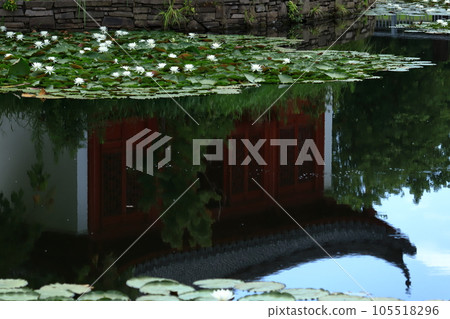 Flowering pattern of water lilies in the morning Flowering pattern of water lilies in the morning 105518296