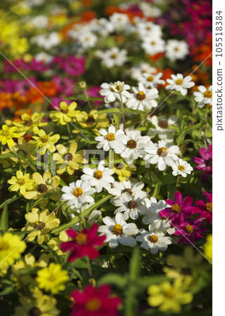 Colorful flowers are blooming in the park. The name of the flower is zinnia. Colorful flowers are blooming in the park. The name of the flower is zinnia. 105518384