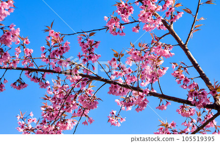 Wild Himalayan Cherry ( Prunus cerasoides ) ( Sakura in Thailand ) Wild Himalayan Cherry ( Prunus cerasoides ) ( Sakura in Thailand ) 105519395