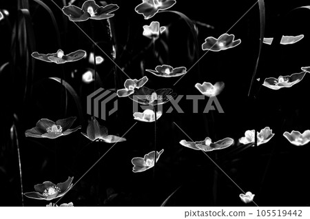 Black and white photo of wildflowers on a dark background. 105519442