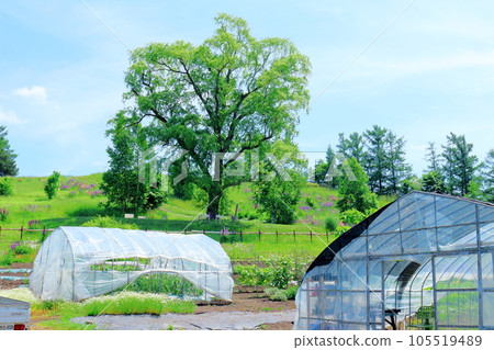 Hokkaido Travelogue June Ueno Farm Morning Garden Hokkaido Travelogue June Ueno Farm Morning Garden 105519489