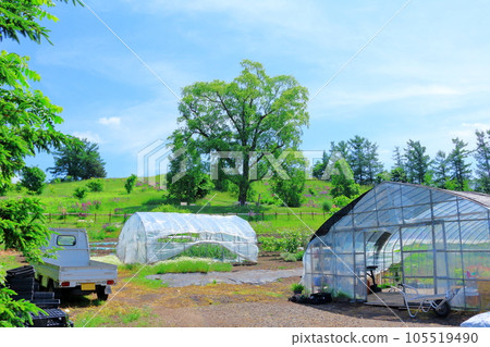 Hokkaido Travelogue June Ueno Farm Morning Garden Hokkaido Travelogue June Ueno Farm Morning Garden 105519490