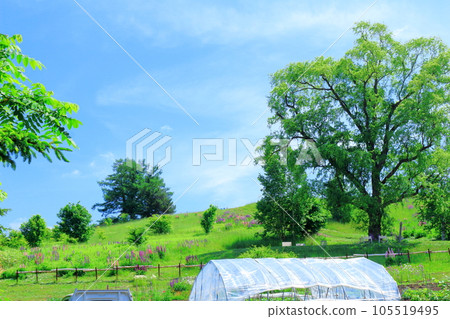 Hokkaido Travelogue June Ueno Farm Morning Garden 105519495