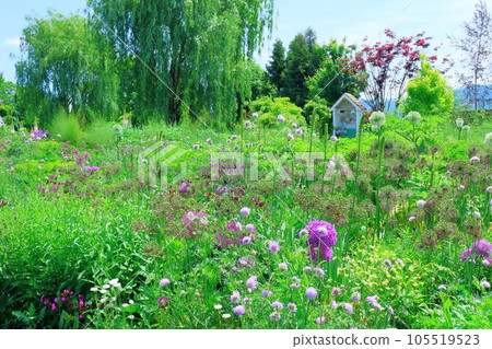 Hokkaido Travelogue June Ueno Farm Morning Garden Hokkaido Travelogue June Ueno Farm Morning Garden 105519523