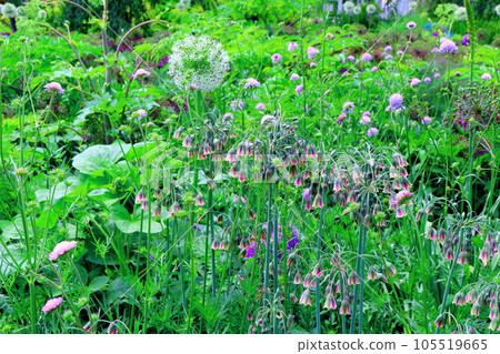 Hokkaido Travelogue June Ueno Farm Morning Garden Hokkaido Travelogue June Ueno Farm Morning Garden 105519665