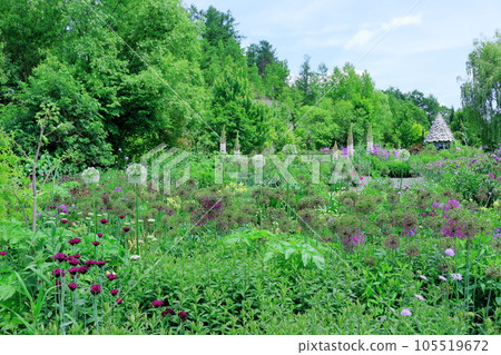 Hokkaido Travelogue June Ueno Farm Morning Garden Hokkaido Travelogue June Ueno Farm Morning Garden 105519672