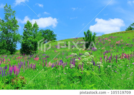 Hokkaido Travelogue June Ueno Farm Morning Garden 105519709